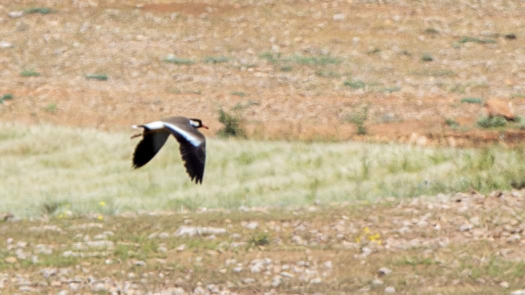 Red-wattled Lapwing